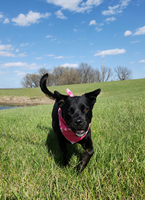 Bandana